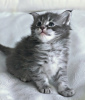 Фото №4. Очаровательные котята для бесплатного усыновления рядом с вами в США. Объявление №66725
