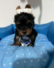 Фото №3. Adorable AKC registered Yorkshire Terrier puppies available.  Финляндия