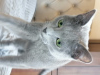 Дополнительные фото: русская голубая кошка