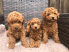 Фото №3. Cute Toy poodle puppies available for free adoption.  Германия