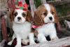 Фото №3. Adorable Cavalier King Charles Puppies for free adoption.  Германия