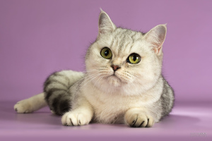 Фото №3. продаётся шотландская кошка. Россия