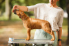 Фото №3. Rhodesian Ridgeback puppies.  Беларусь