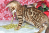 Дополнительные фото: Предлагаются шикарные бенгальские котята!