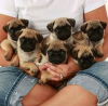 Фото №3. Cute pug puppies available for free adoption.  Германия