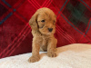 Фото №3. Beautiful Cavapoo Puppies For free adoption.  Германия