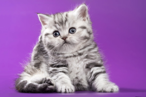 Дополнительные фото: Шотландские котята - серебристая мраморная девочка
