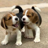 Фото №3. Healthy Beagle puppies for free adoption.  Германия