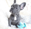 Фото №3. Adorable French bulldog Puppies for free adoption.  Германия