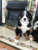 Фото №3. Cute Bernese Mountain puppies for free adoption.  Германия