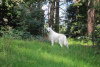 Дополнительные фото: Белая короткошерстная швейцарская овчарка