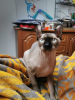 Дополнительные фото: Эльф/канадский сфинкс котенок с родословной