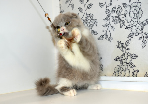 Фото №3. Шикарный котик редкого лилового окраса. Россия
