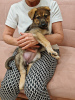 Фото №3. Ласковый, нежный и любопытный щенок Цири ищет дом..  Россия