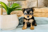 Фото №3. Teacup Yorkshire Terrier Puppy for free adoption.  Германия