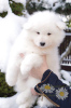 Фото №1. самоедская собака - купить в Белостоке за 121757₽. Объявление №85489