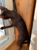 Фото №2 к объявлению №33359 о продаже ориентальная кошка - купить в России частное объявление