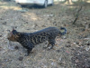 Дополнительные фото: Бенгальский кот вязка