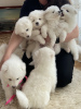 Фото №2 к объявлению №52141 о продаже самоедскую собаку - купить в Украине частное объявление, заводчик