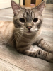 Дополнительные фото: Мура - вальяжный, молодой кот, с розовой шерстью и голубых кровей.