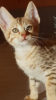 Фото №3. Продаются здоровые котята Саванны с родословной.. Германия