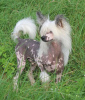 Фото №2 к объявлению №105361 о продаже китайскую хохлатую собаку - купить в Германии заводчик