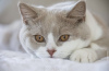 Фото №3. короткошерстный котенок бурмиллы. Германия