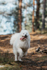 Фото №1. самоедская собака - купить в Пскове за договорная. Объявление №28124