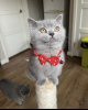 Дополнительные фото: Британский короткошерстный котенок