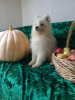 Фото №1. самоедская собака - купить в Челябинске за 35000₽. Объявление №7790
