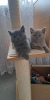 Фото №3. Зарегистрированные чистокровные голубые британские короткошерстные котята GCCF. Германия