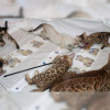 Фото №3. Продаются умные котята бенгальской кошки с медицинскими данными.. Германия