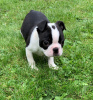 Фото №3. Adorable Boston Terrier Puppies for free adoption.  Германия