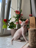 Фото №3. Донской Сфинкс котята. Россия