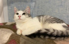 Дополнительные фото: Вашему вниманию представляем великолепную кошечку Пушинку.