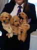 Фото №3. Cute Toy poodle puppies available for free adoption.  Германия