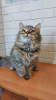 Дополнительные фото: Котята породы Сибирские и Невские маскарадные