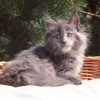 Фото №3. Продаются котята мейн-кун. Сербия