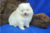 Дополнительные фото: Cute Pomeranian puppies for free adoption