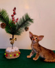 Фото №4. Продам ориентальную кошку в Муроме частное объявление - цена 70000₽