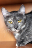 Дополнительные фото: Трехцветная кошка Джерба в добрые руки