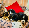 Фото №3. Cute Bernese Mountain puppies for free adoption.  Германия