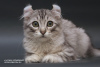 Дополнительные фото: Котенок редкой породы американский кёрл.