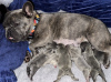 Дополнительные фото: Потрясающие щенки французского бульдога