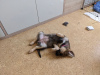 Дополнительные фото: Ласковый, нежный и любопытный щенок Цири ищет дом.