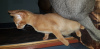 Дополнительные фото: Продается котёнок абиссинской породы