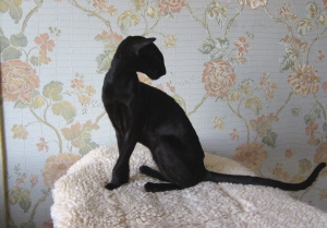 Фото №2 к объявлению №3278 о продаже ориентальная кошка - купить в России из питомника