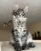 Дополнительные фото: mainecoon kittens for free adoption