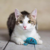 Фото №3. Милый и нежный котик Пончик в добрые руки. Россия