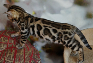 Дополнительные фото: Леопард в миниатюре